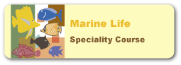 マリンライフスペシャリティーコース